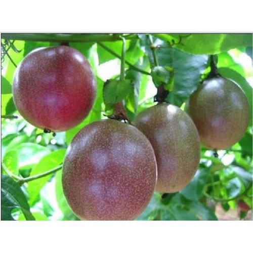 "Gói 20 Hạt " Hạt giống Chanh leo ( chanh dây tím ta )