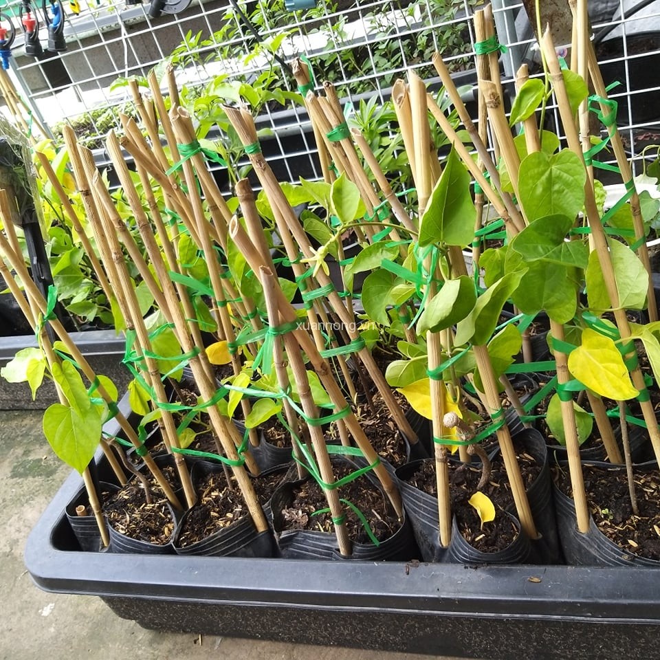 Cây thiên lý (Cây giống khỏe) tặng kèm phân bón