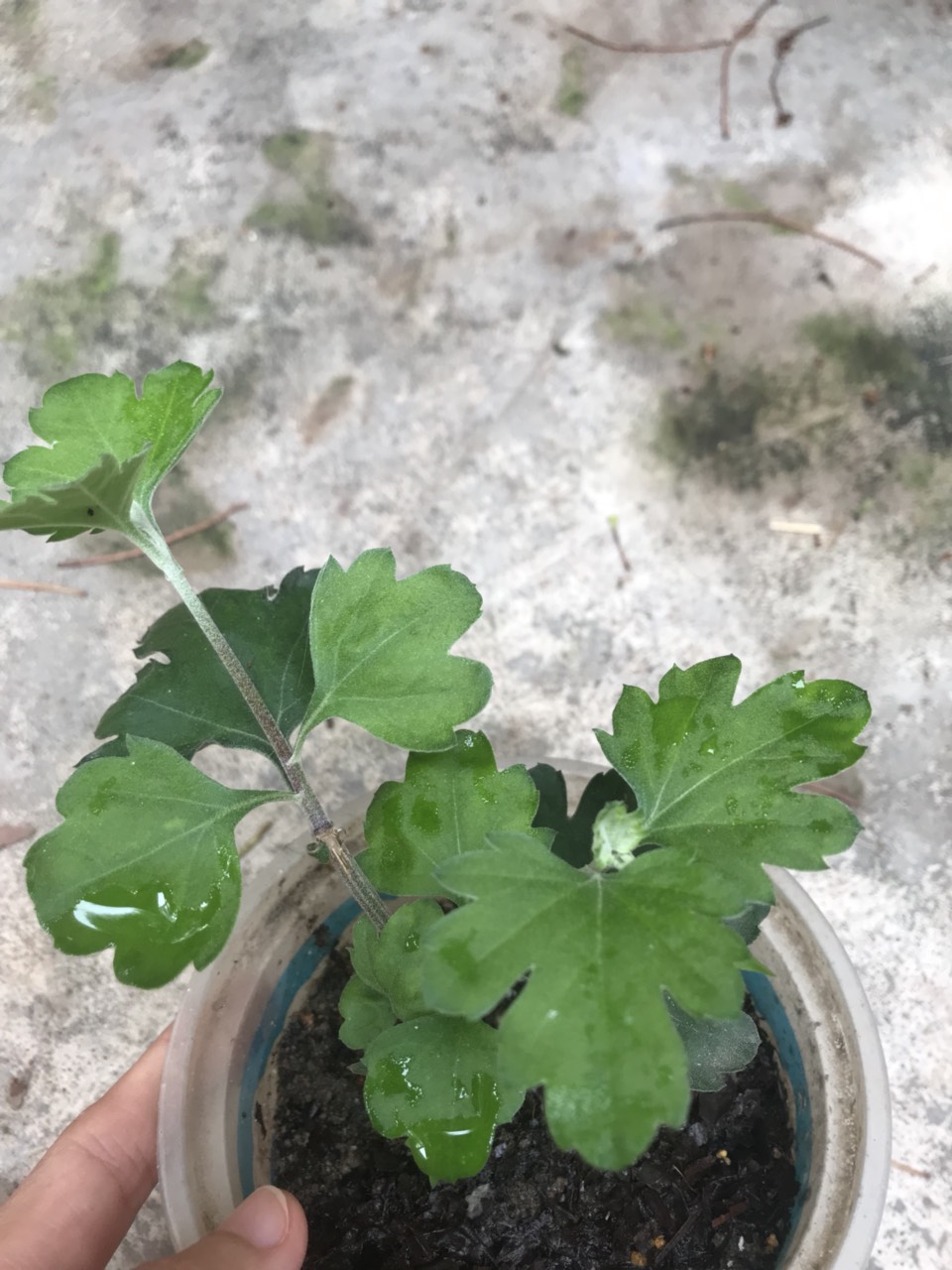 Cúc cổ đỏ Sơn La, cây giống cao 12-15cm