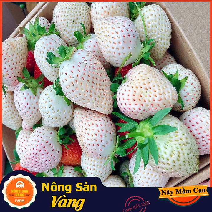Hạt giống Dâu Tây Dứa (Dâu Tây Trắng) Vị Dễ Nghiền Và Nhiều Giá Trị Dinh Dưỡng (Gói 30 Hạt) - Nông Sản Vàng