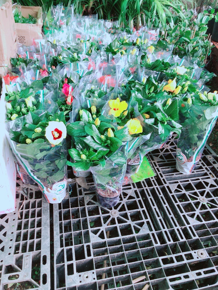 Hoa Dâm Bụt Kép
