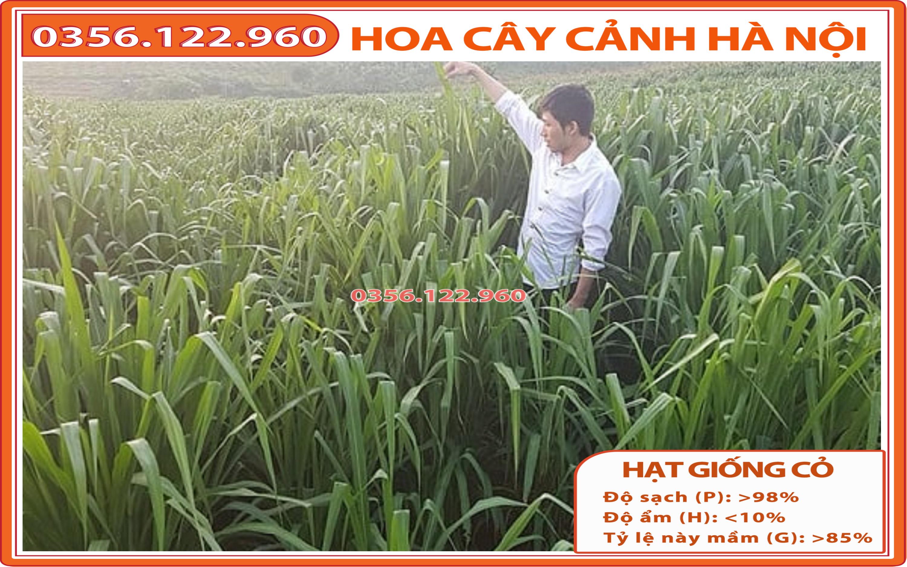 200g Hạt giống cỏ chăn nuôi - cỏ xả MOMBASA GHINE