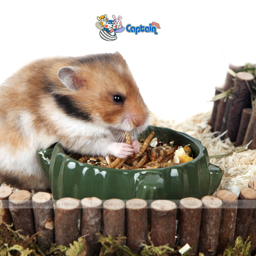 [FREESHIP MAX] Sâu rang vỗ béo cho Hamster - Bách hóa Hamster