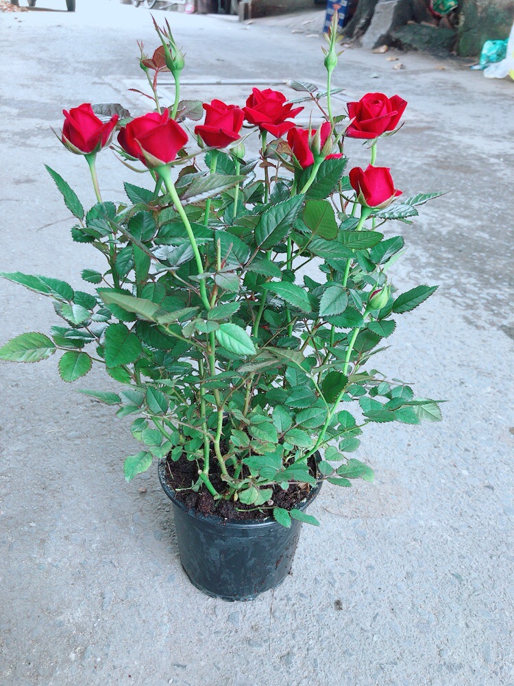 Hoa Hồng Đỏ