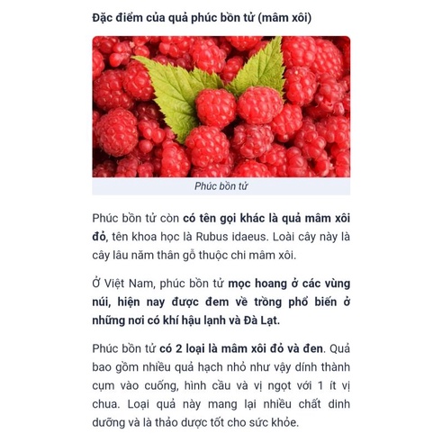 Chậu cây phúc bồn tử, mâm xôi đỏ, đen