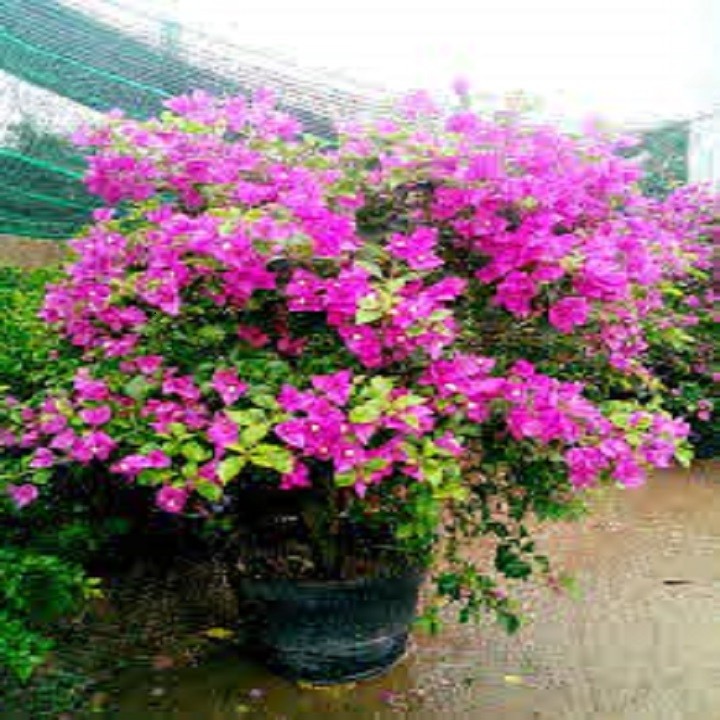 CHẬU HOA GIẤY TÍM HUẾ ĐANG HOA SIÊU ĐẸP