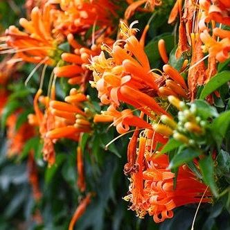 Cây giống hoa Chùm ớt
