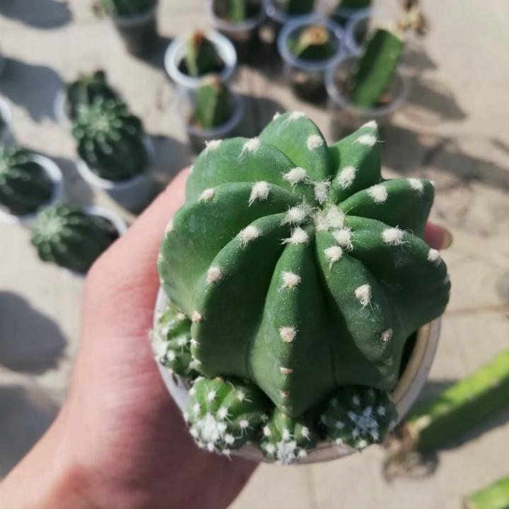 [HCM]xương rồng khế