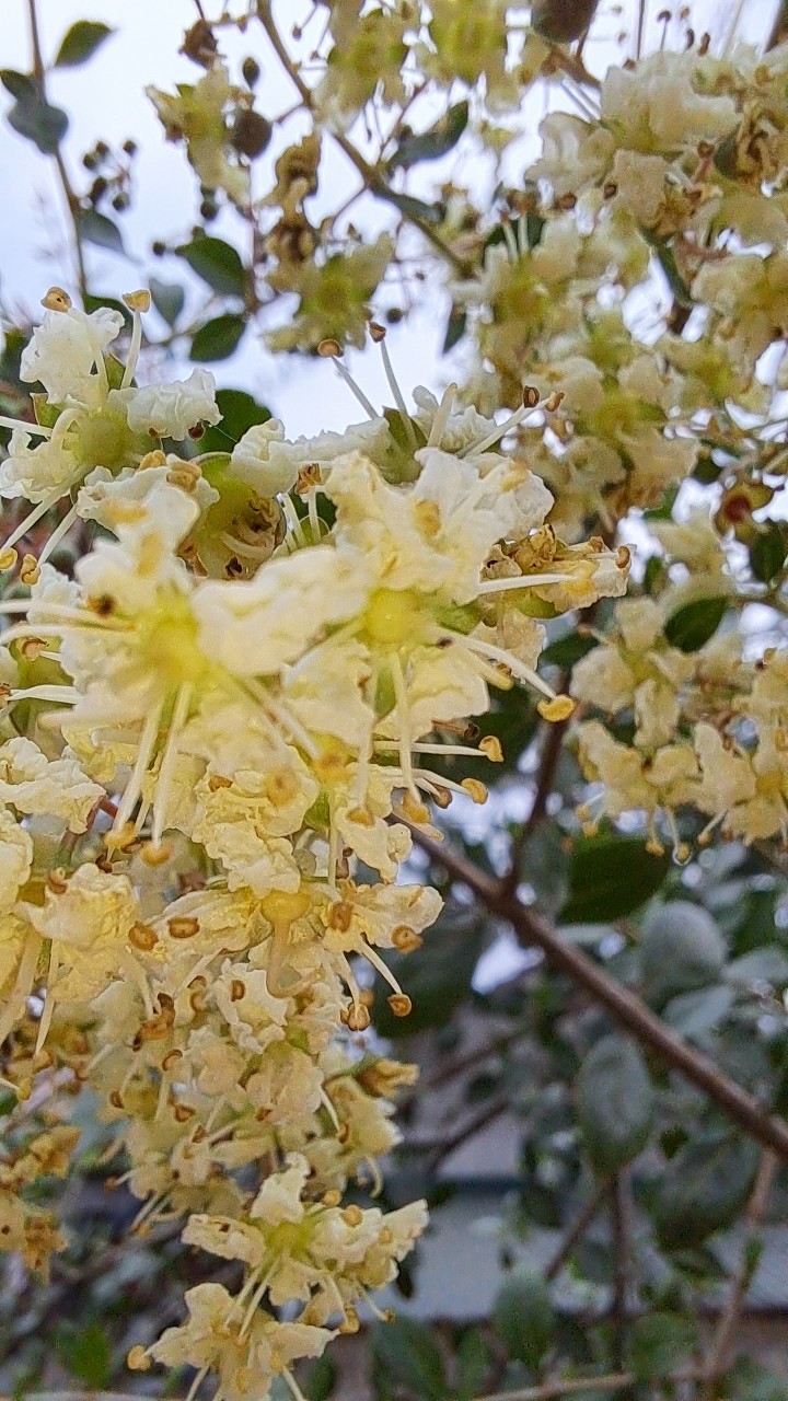 Cây lá móng, cây henna, cây thuốc mọi, cây cảnh