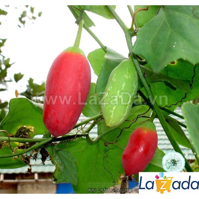 Hạt Giống Cây Bình Bát Dây Dây Bát Mãng Bát (50Hạt) a5