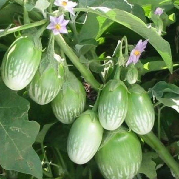 Hạt giống Cà Trứng Rồng F1 giống kháng bệnh quả giòn ngọt PSV178 | Phởms Market