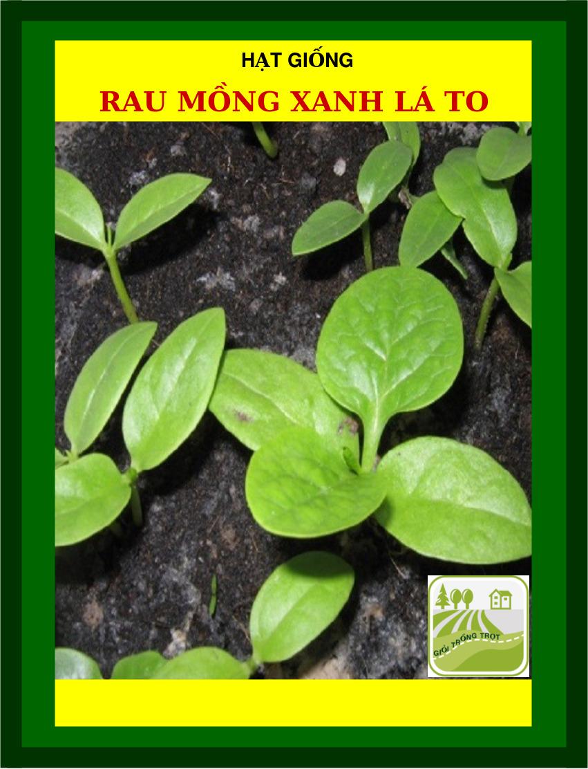 Hạt Mồng Tơi Đỏ, Xanh Lá To 50 Gram