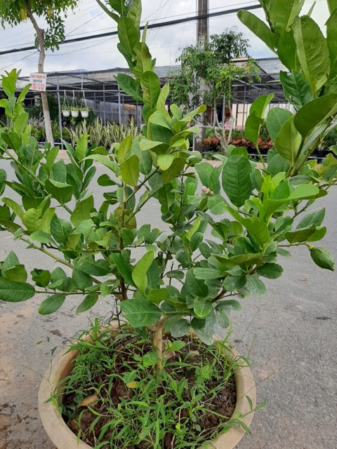 Chanh Mỹ vàng