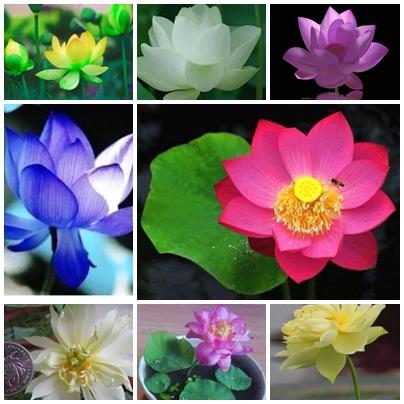 [HCM]Gói 5 Hạt Giống Hoa Sen Mini Nhiều Màu- NanuSeeds