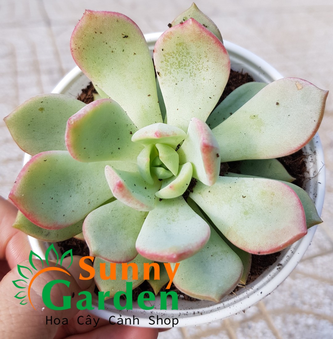 Sen Đá Má Hồng Chậu Trung
