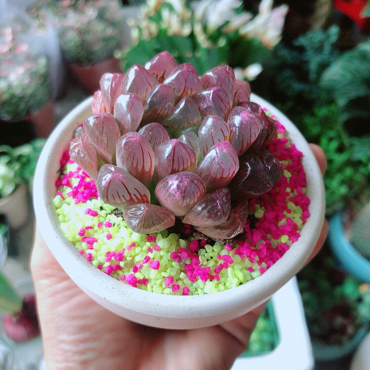 Chậu cây kim cương copi tím