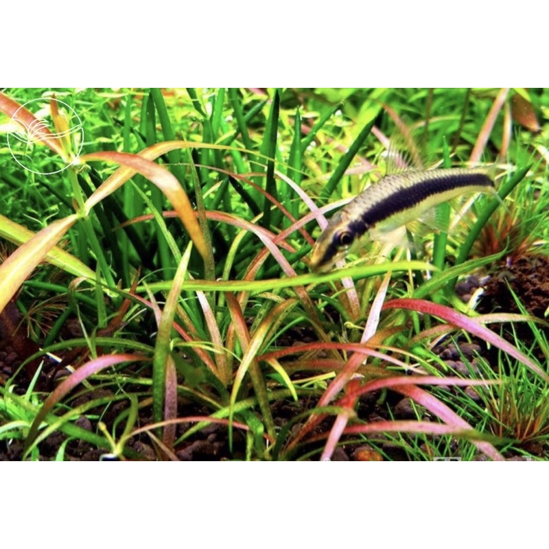 Helanthium tenellum - Cây Cỏ Đỏ - Cây Thuỷ Sinh