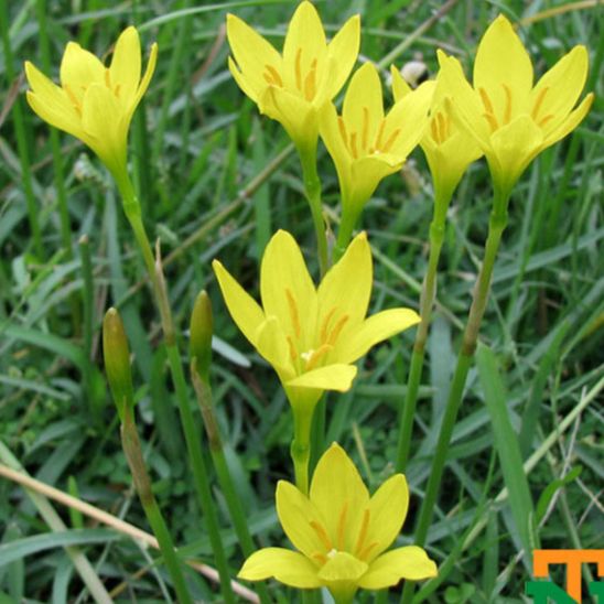 10 Củ hoa huệ mưa vàng - Chuẩn màu