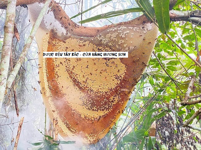 MẬT ONG RỪNG NGUYÊN CHẤT (Mật ong khoái, Mật ong ruồi, Mật ong đá) TÂY BẮC (Đã vắt - 1 lít)