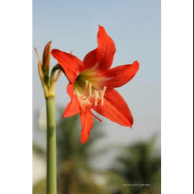 Củ Lan Huệ Nắng Mai Củ To Ạ (Hình 2)
