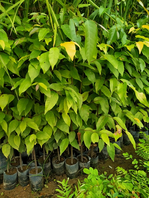 5 cây sao đen