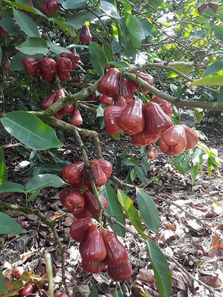 CÂY GIỐNG ROI ĐỎ THÁI LAN SIÊU NGON