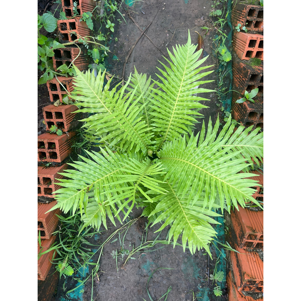 Cây giống dương xỉ Khổng Tước