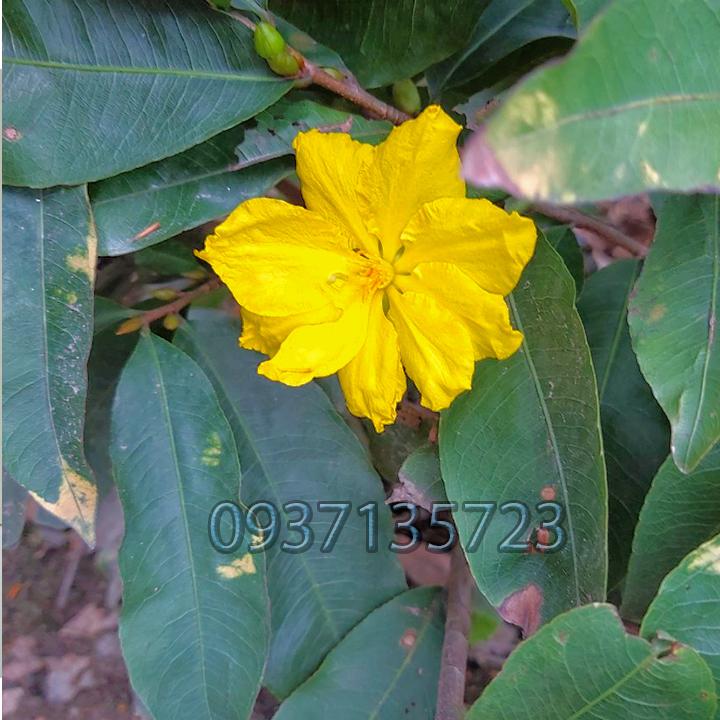 combo 5 cây mai giống cao từ  10-15cm