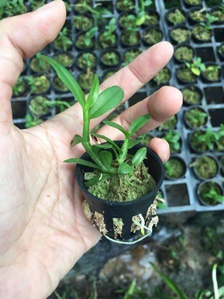 Phi điệp 5ct xước hàng gieo hạt