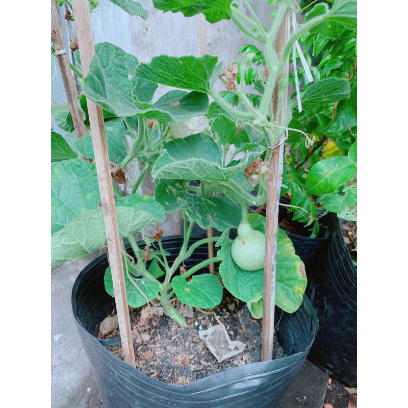 Bụi Bầu Hồ Lô
