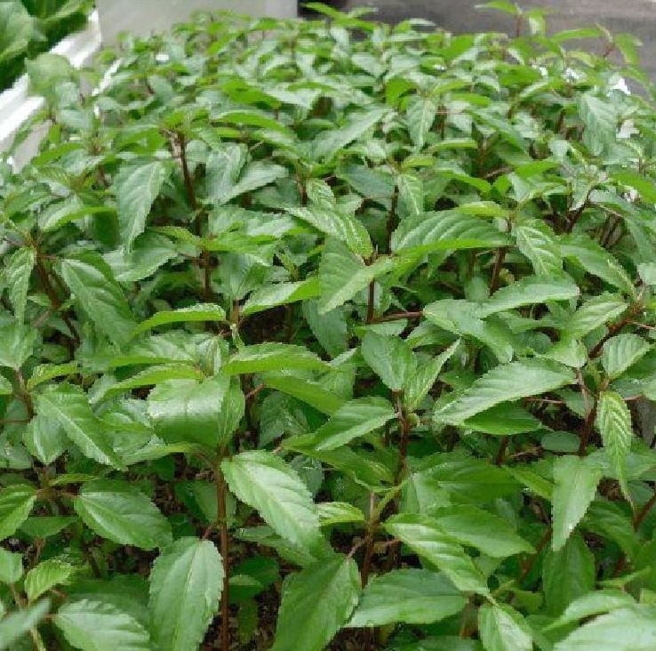 Hạt Giống cà tím dài /gói 0,2 gram(tặng kèm phân bón)