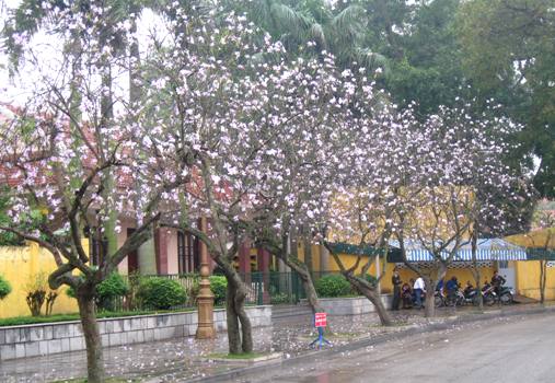 cây giống hoa ban trắng tây bắc