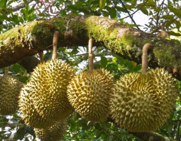 CÂY GIỐNG SẦU RIÊNG MONTHONG THÁI LAN (sầu riêng Dona)