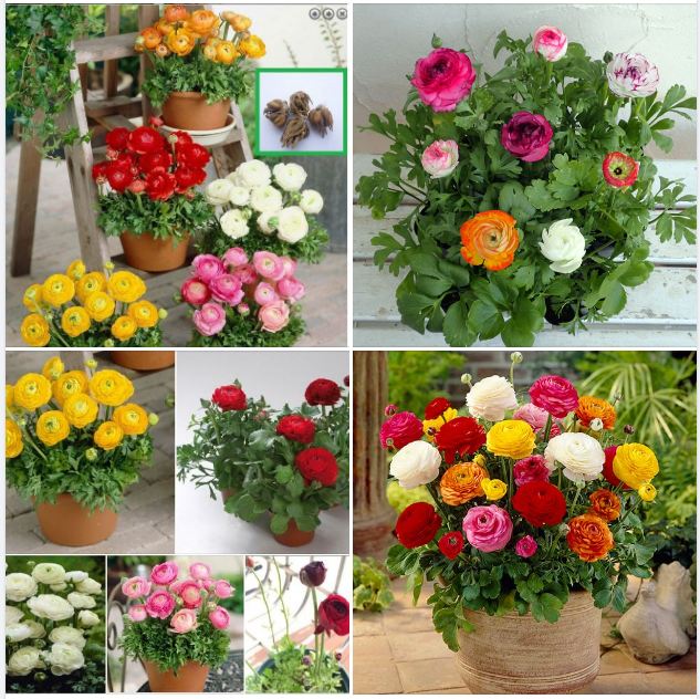 Combo 3 củ hoa hồng mao lương mix - mỗi củ tặng 1 viên nén kích thích ươm củ