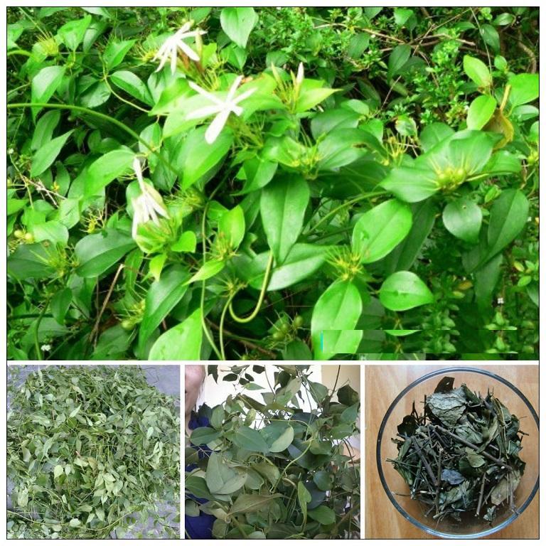 [HCM]Chè vằng sẻ lá nhỏ - Giảm cân lợi sữa