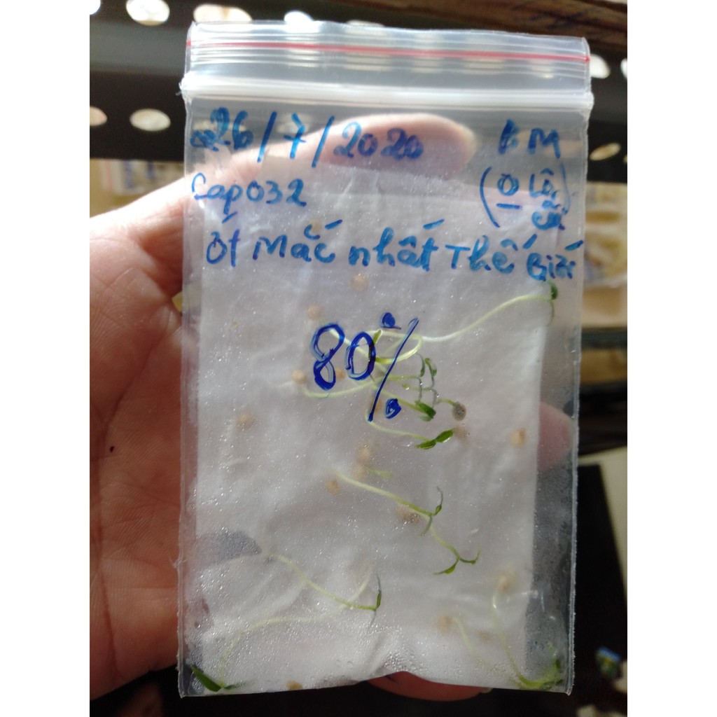 Hạt Giống Ớt Mắc Nhất Thế Giới - ( Ớt Peru Aji Charapita ) - gói 5 hạt