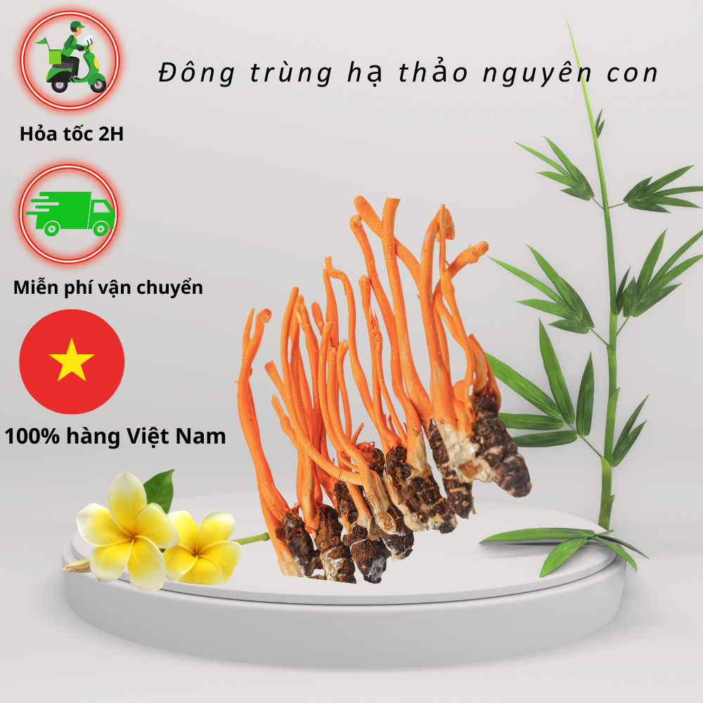 Đông trùng hạ thảo nguyên con 30con