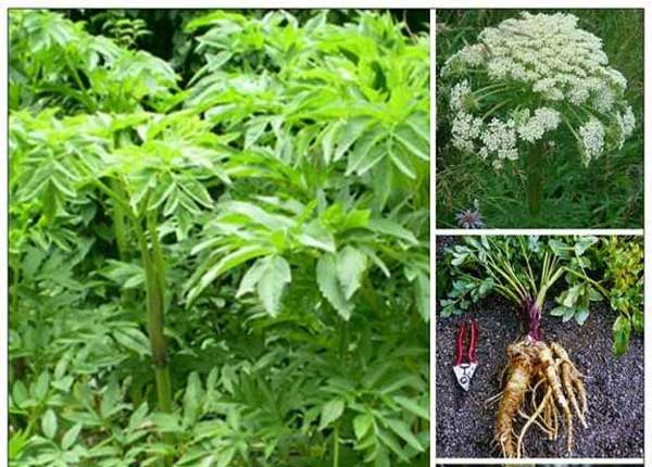 "Gói 50 Hạt " Hạt giống Bạch chỉ - cây dược liệu