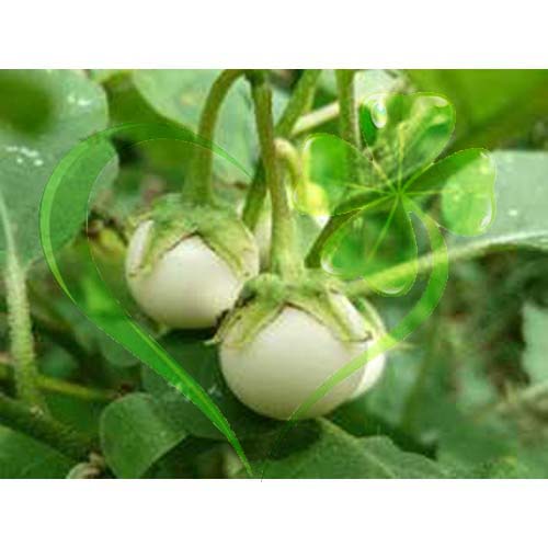Hạt giống cà pháo trắng - gói 1 gram