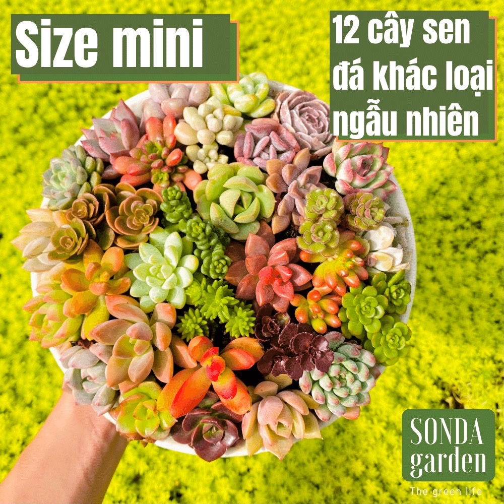 Mầm sen đá 40 lá mầm các loại siêu khoẻ đẹp lỗi 1 đổi 1