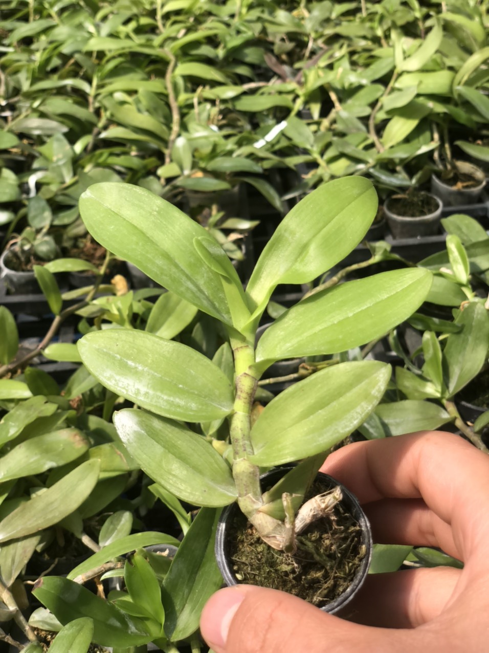 Trầm giống siêu đỏ bộ 3 cốc