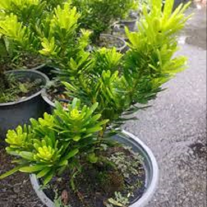 Cây giống cây vạn niên tùng kim cương