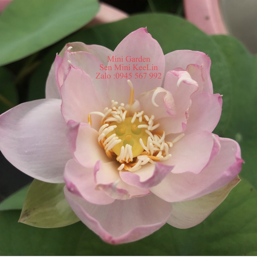 Củ Giống Hoa Sen Mini Nhật KeeLin.