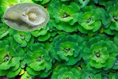bèo cái lơn to đại (bèo tai tượng) thủy sinh