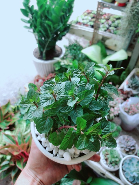 [HCM]Chậu Bạc Hà Doutblemint