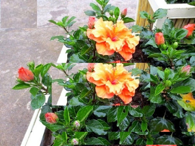 Cây hoa DÂM BỤT THÁI LAN - MÀU HOA Y HÌNH - cây to khỏe, đã ra hoa, hoa đẹp, giá cực rẻ uh tín chất lượng