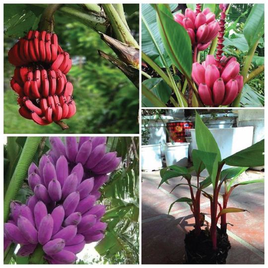 Cây chuối đỏ giống