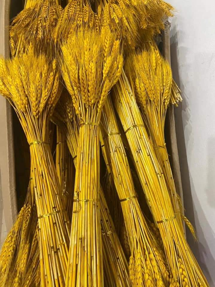 [Bó 100 Bông]Bông Lúa Mạch Vàng Khô Decor Trang Trí Set 100 Bông