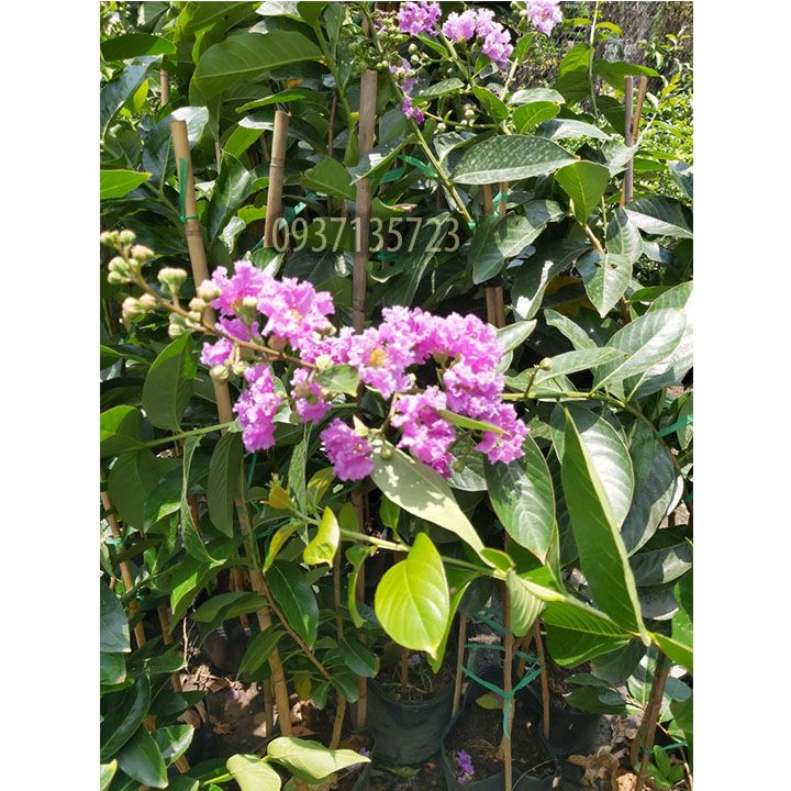 [HCM]cây bằng lăng tím cao từ 40-60 cm