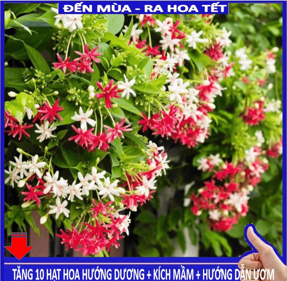 MJ254 Hạt giống Hoa leo sử quân tử 10 hạt